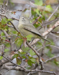 Orange crowned Warbler 2106